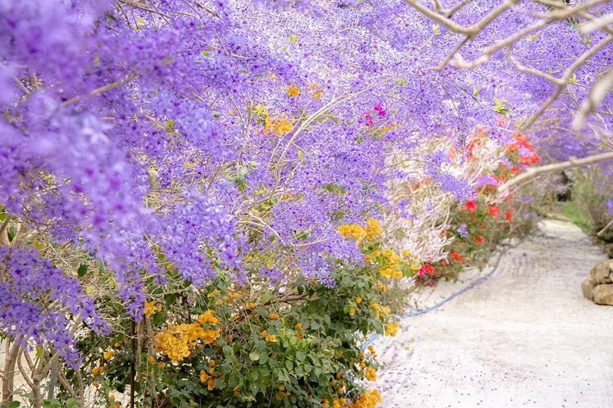 全台最大紫藤花園「這天」開放!破萬坪超好拍,加碼開追6處仙氣花海 全台最大紫藤花園「這天」開放!破萬坪超好拍,加碼開追6處仙氣花海