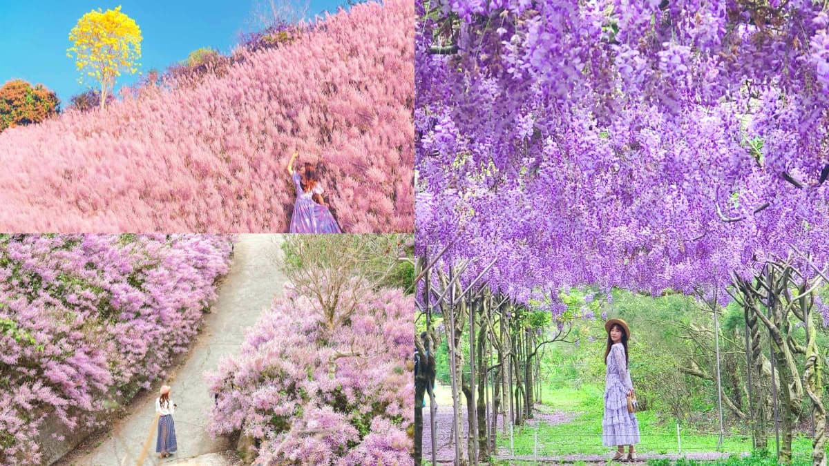 全台最大紫藤花園「這天」開放!破萬坪超好拍,加碼開追6處仙氣花海
