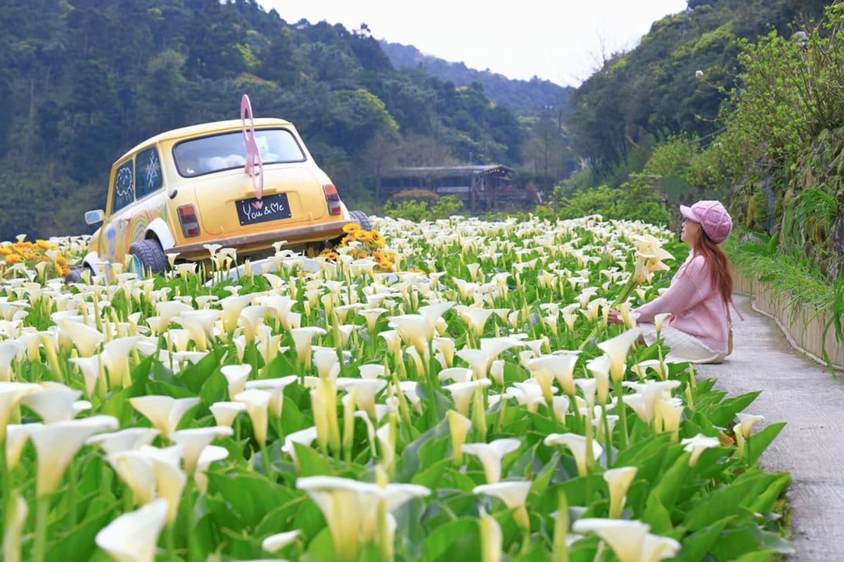 2024竹子湖海芋季「這天」登場!童趣造景免費拍,加碼台北3大限定花海快追 2024竹子湖海芋季「這天」登場!童趣造景免費拍,加碼台北3大限定花海快追