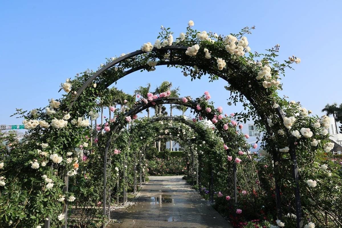 2024竹子湖海芋季「這天」登場!童趣造景免費拍,加碼台北3大限定花海快追 2024竹子湖海芋季「這天」登場!童趣造景免費拍,加碼台北3大限定花海快追