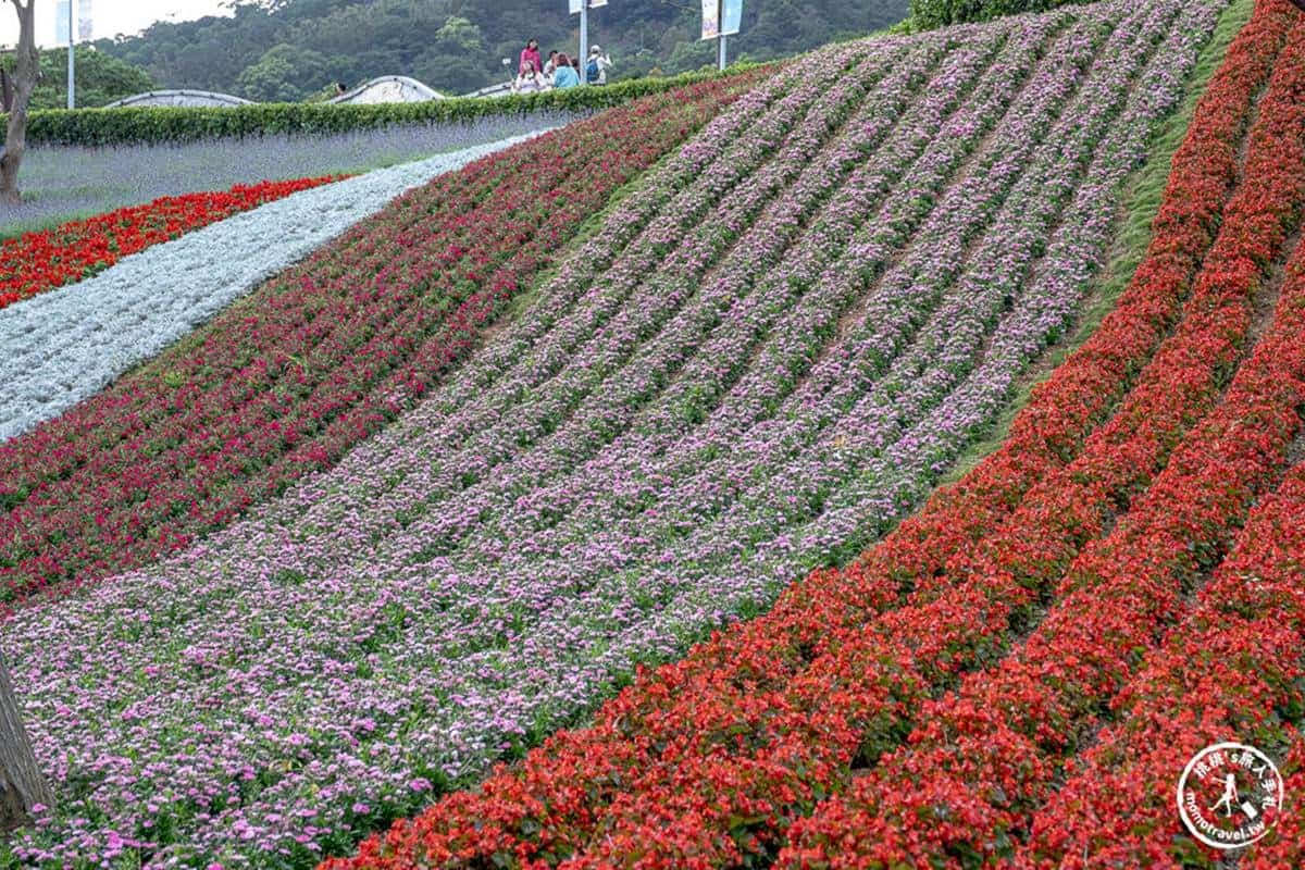 2024竹子湖海芋季「這天」登場!童趣造景免費拍,加碼台北3大限定花海快追 2024竹子湖海芋季「這天」登場!童趣造景免費拍,加碼台北3大限定花海快追