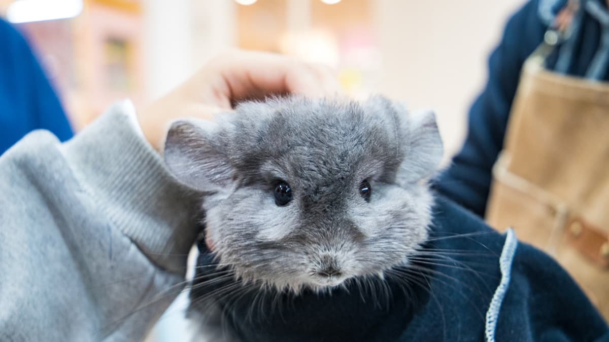 悠悠龍貓咖啡UU Chinchilla Cafe