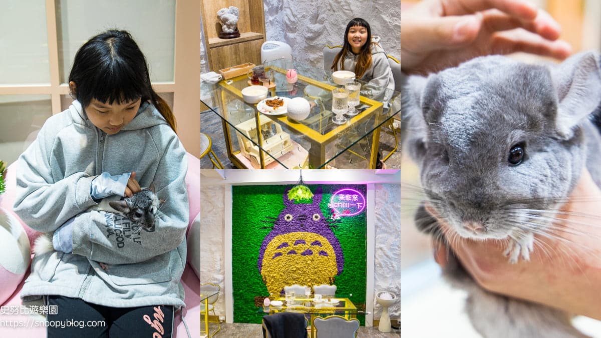 超萌「龍貓」陪吃飯!全台唯一「絨鼠餐廳」夯到秒殺,近距離抱抱可愛到融化