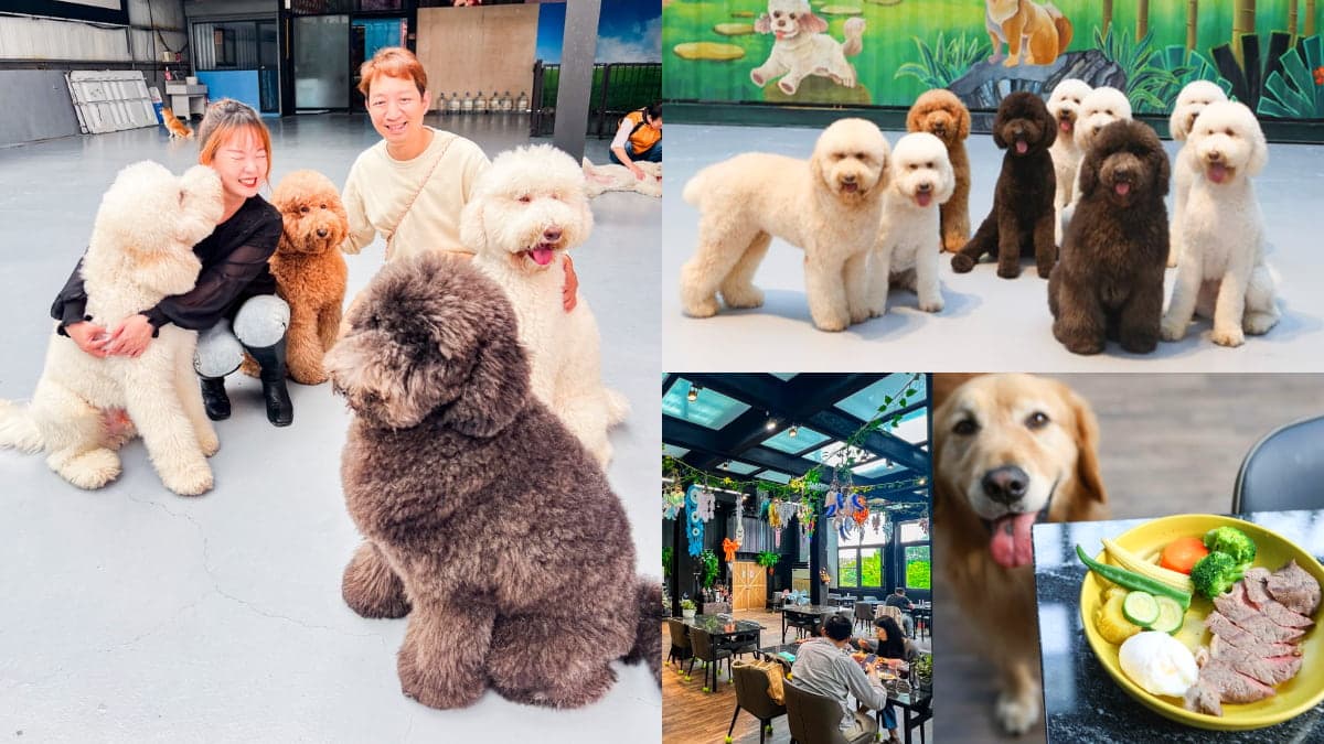 全台唯一「貴賓犬餐廳」在這!10隻大貴賓坐鎮萌到犯規,還有毛孩特餐好貼心