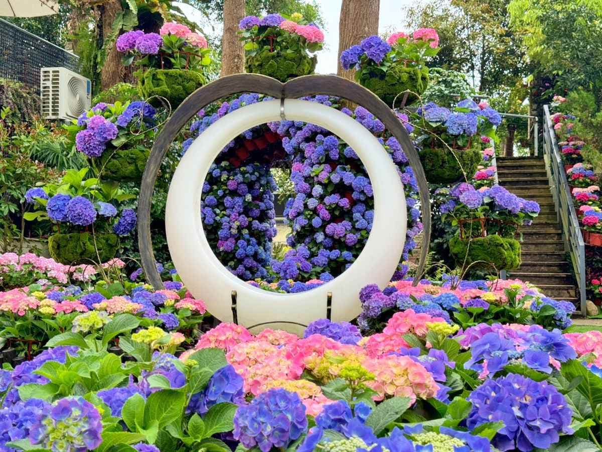 全台唯一「繡球花小火車」!免走路搶拍繽紛花海,再吃暴紅「繡球花霜淇淋」 全台唯一「繡球花小火車」!免走路搶拍繽紛花海,再吃暴紅「繡球花霜淇淋」