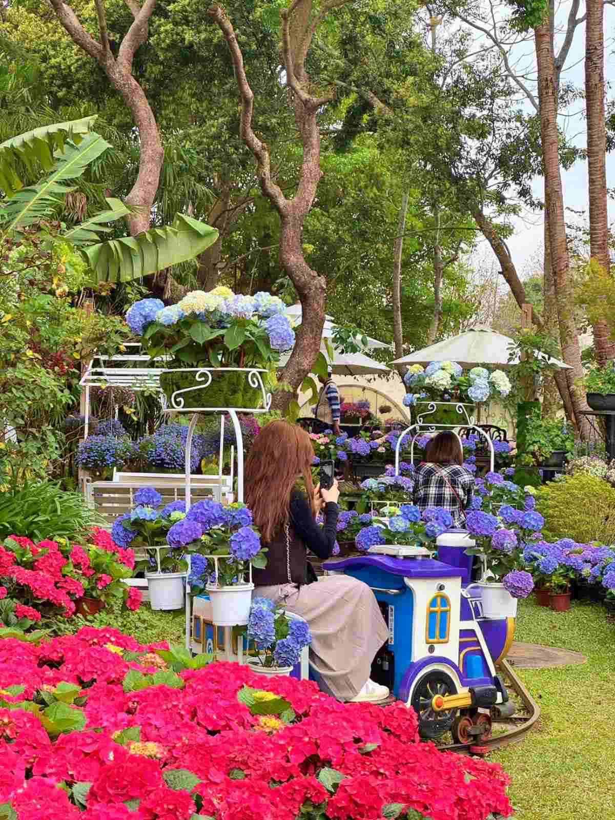 全台唯一「繡球花小火車」!免走路搶拍繽紛花海,再吃暴紅「繡球花霜淇淋」 全台唯一「繡球花小火車」!免走路搶拍繽紛花海,再吃暴紅「繡球花霜淇淋」