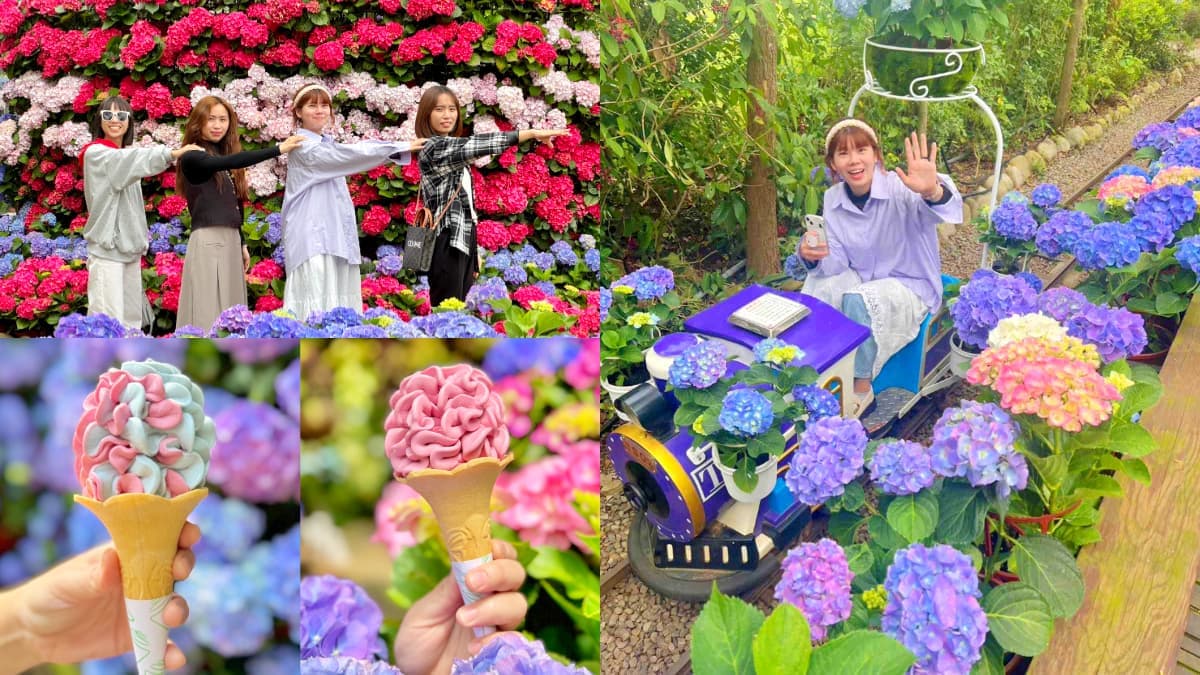 全台唯一「繡球花小火車」!免走路搶拍繽紛花海,再吃暴紅「繡球花霜淇淋」