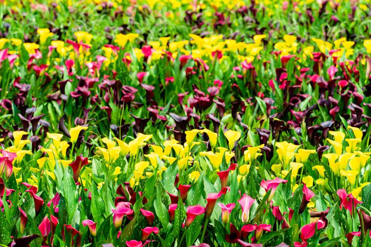 超過14萬株花海免費拍爆!2024桃園海芋季「這天」登場,加碼周邊4必吃美食 超過14萬株花海免費拍爆!2024桃園海芋季「這天」登場,加碼周邊4必吃美食