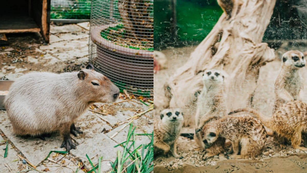 超過20種動物萌翻!桃園「萬坪親子莊園」最低100元爽玩,還有超放電遊樂場 超過20種動物萌翻!桃園「萬坪親子莊園」最低100元爽玩,還有超放電遊樂場