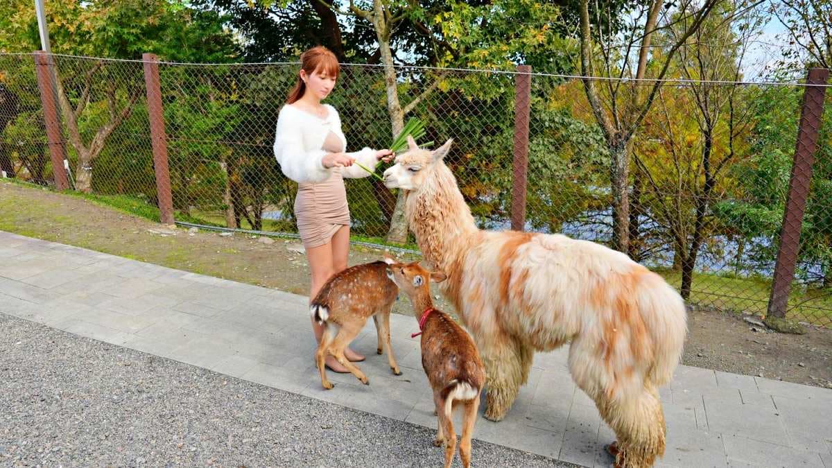 綠舞莊園日式主題遊樂區 img