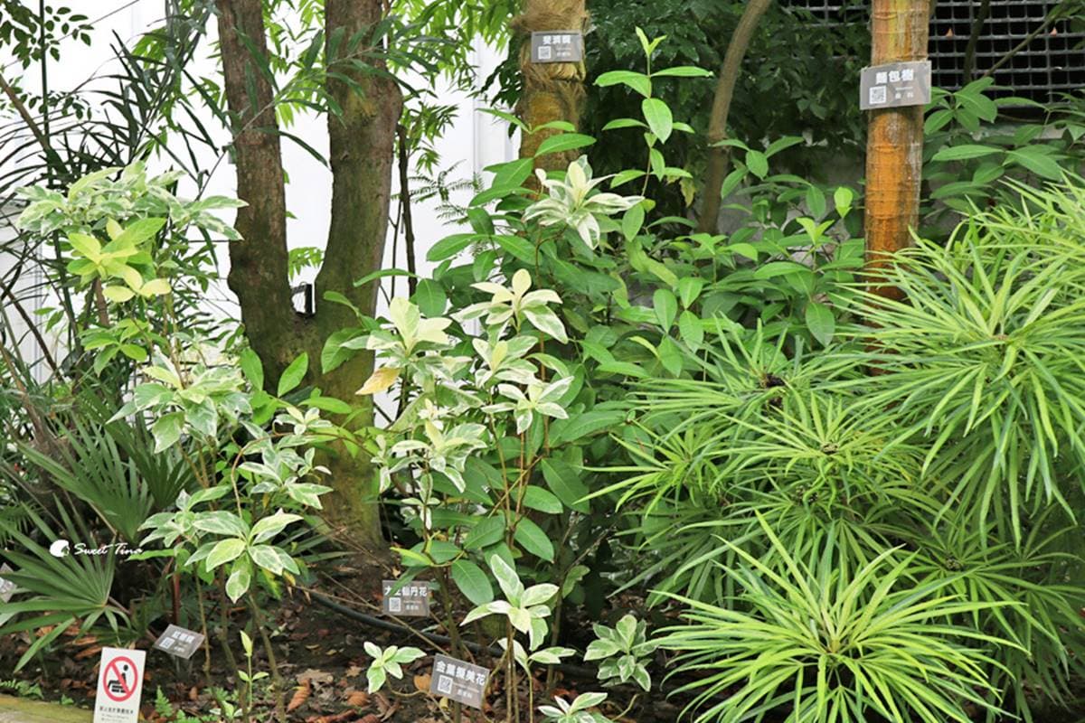 免費拍爆「台北室內小森林」!典藏逾500種花草、多肉盆栽,還有超萌山丘駱駝 免費拍爆「台北室內小森林」!典藏逾500種花草、多肉盆栽,還有超萌山丘駱駝
