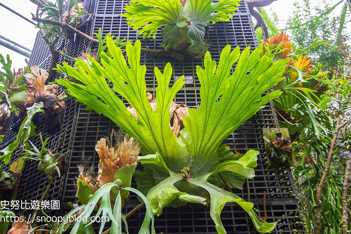 免費拍爆「台北室內小森林」!典藏逾500種花草、多肉盆栽,還有超萌山丘駱駝 免費拍爆「台北室內小森林」!典藏逾500種花草、多肉盆栽,還有超萌山丘駱駝