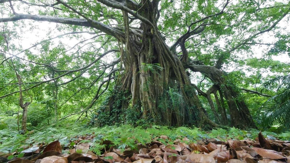 12歲以下免門票!全台最強「國家森林遊樂區」TOP13,免費搭小火車遊山林 12歲以下免門票!全台最強「國家森林遊樂區」TOP13,免費搭小火車遊山林