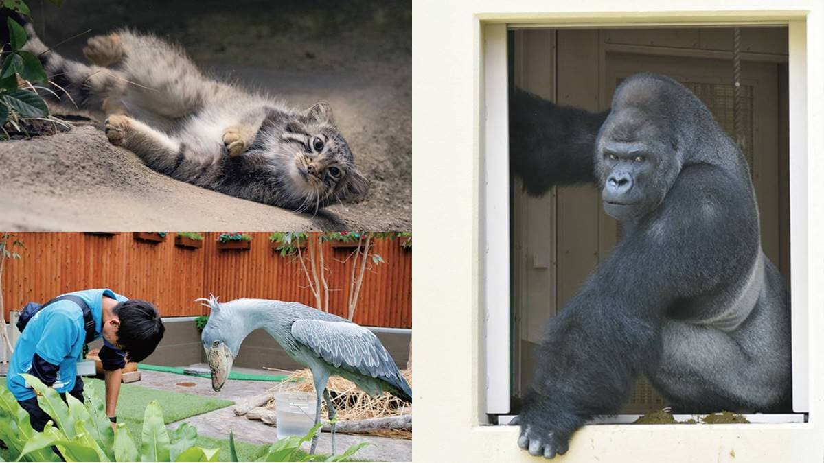 日本動物園偶像巡禮!5大必看人氣明星:拍寫真集大猩猩、會鞠躬呆萌鯨頭鸛