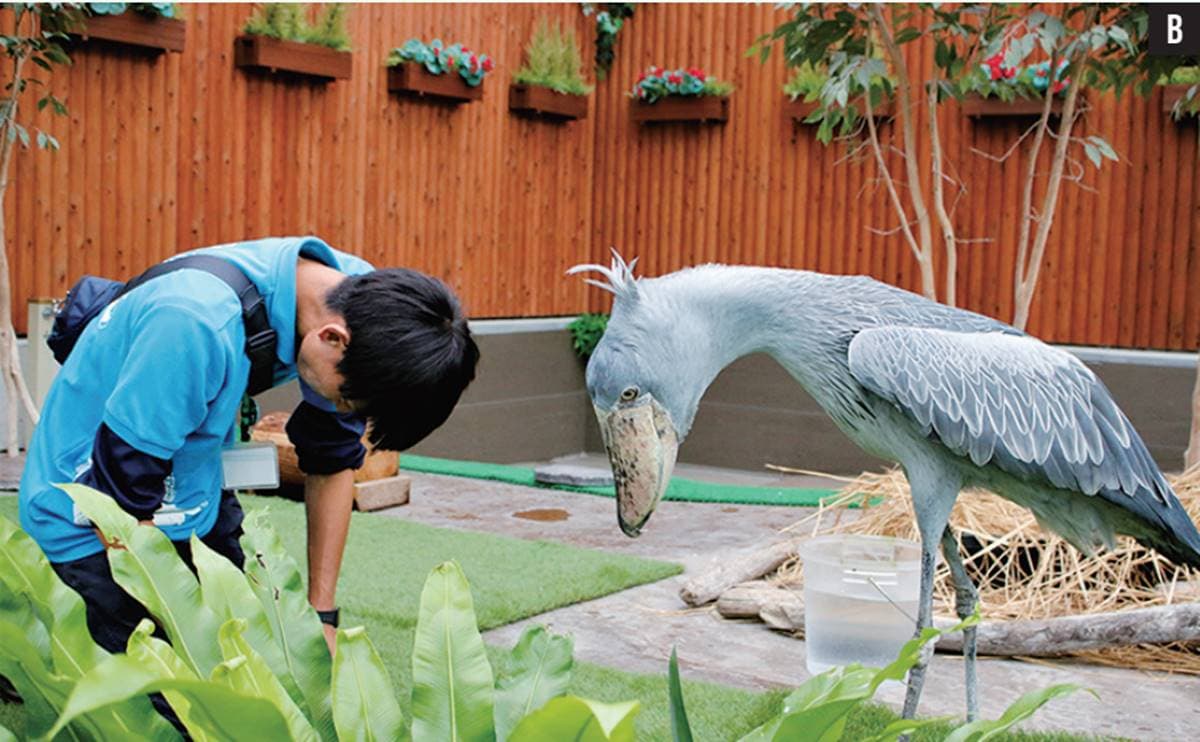 日本動物園偶像巡禮!5大必看人氣明星:拍寫真集大猩猩、會鞠躬呆萌鯨頭鸛 日本動物園偶像巡禮!5大必看人氣明星:拍寫真集大猩猩、會鞠躬呆萌鯨頭鸛