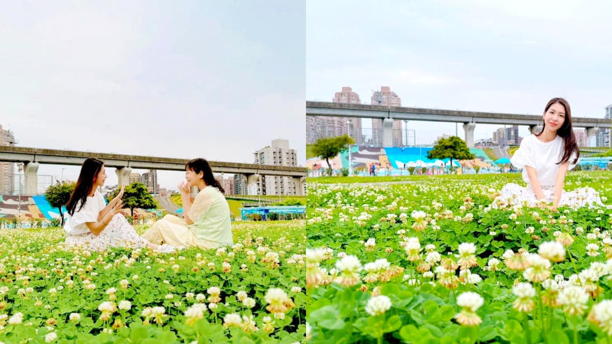 破1.5萬坪免費拍爆!白花三葉草花海藏「全台最大河濱公園」,宛如雪景超夢幻