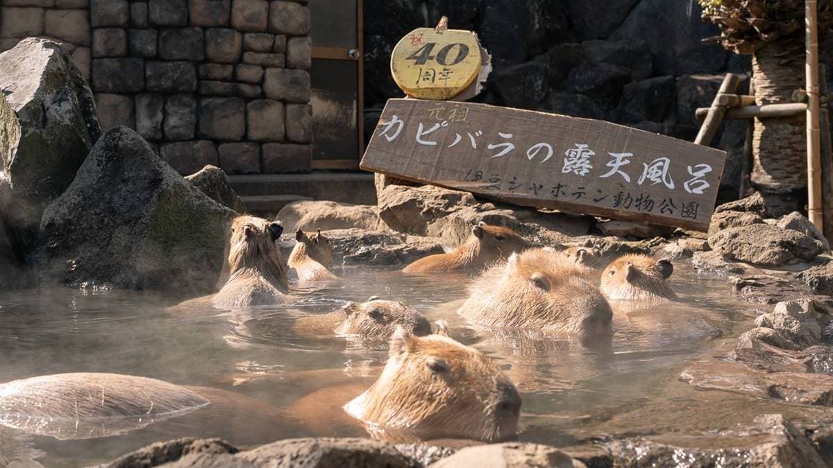 伊豆仙人掌動物公園 img