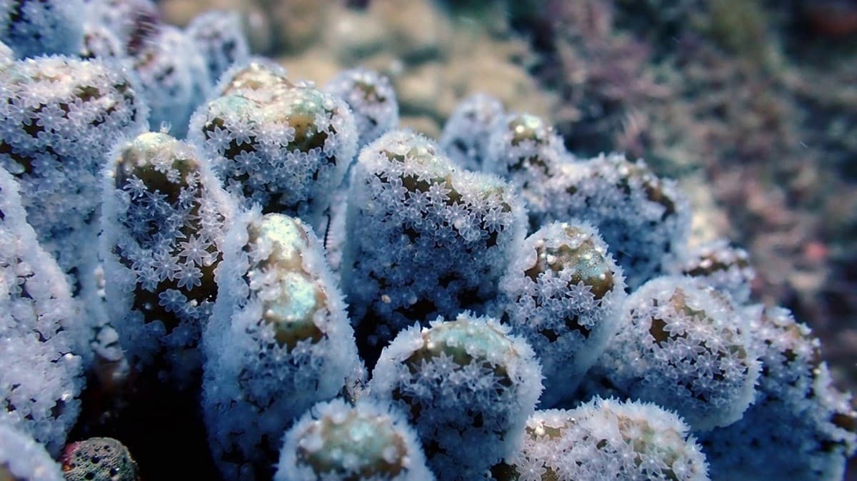 夏天到小琉球玩海注意!7月起「這3處」入場將收海洋保育費 夏天到小琉球玩海注意!7月起「這3處」入場將收海洋保育費