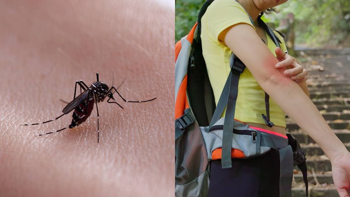 蚊子叮冰塊、指甲誰止癢?自製「這液體」驅蚊最有效,還可讓蚊子絕子絕孫