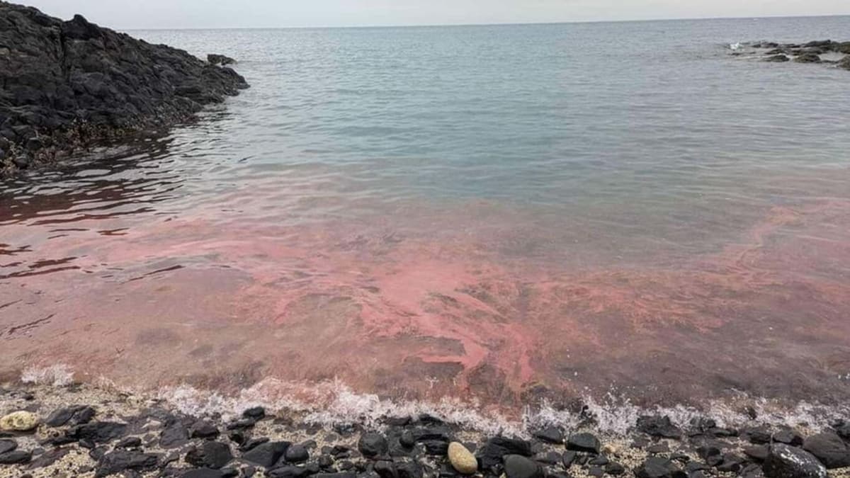 澎湖出現「粉紅海」奇景!2處珊瑚產卵大爆發,遊客驚呼好美