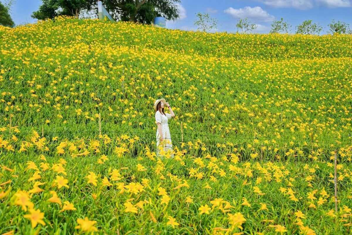 全台最美「黃金山坡」免費拍爆!金針花海超過8萬株,逛市集搶吃秒殺蛋黃酥 全台最美「黃金山坡」免費拍爆!金針花海超過8萬株,逛市集搶吃秒殺蛋黃酥