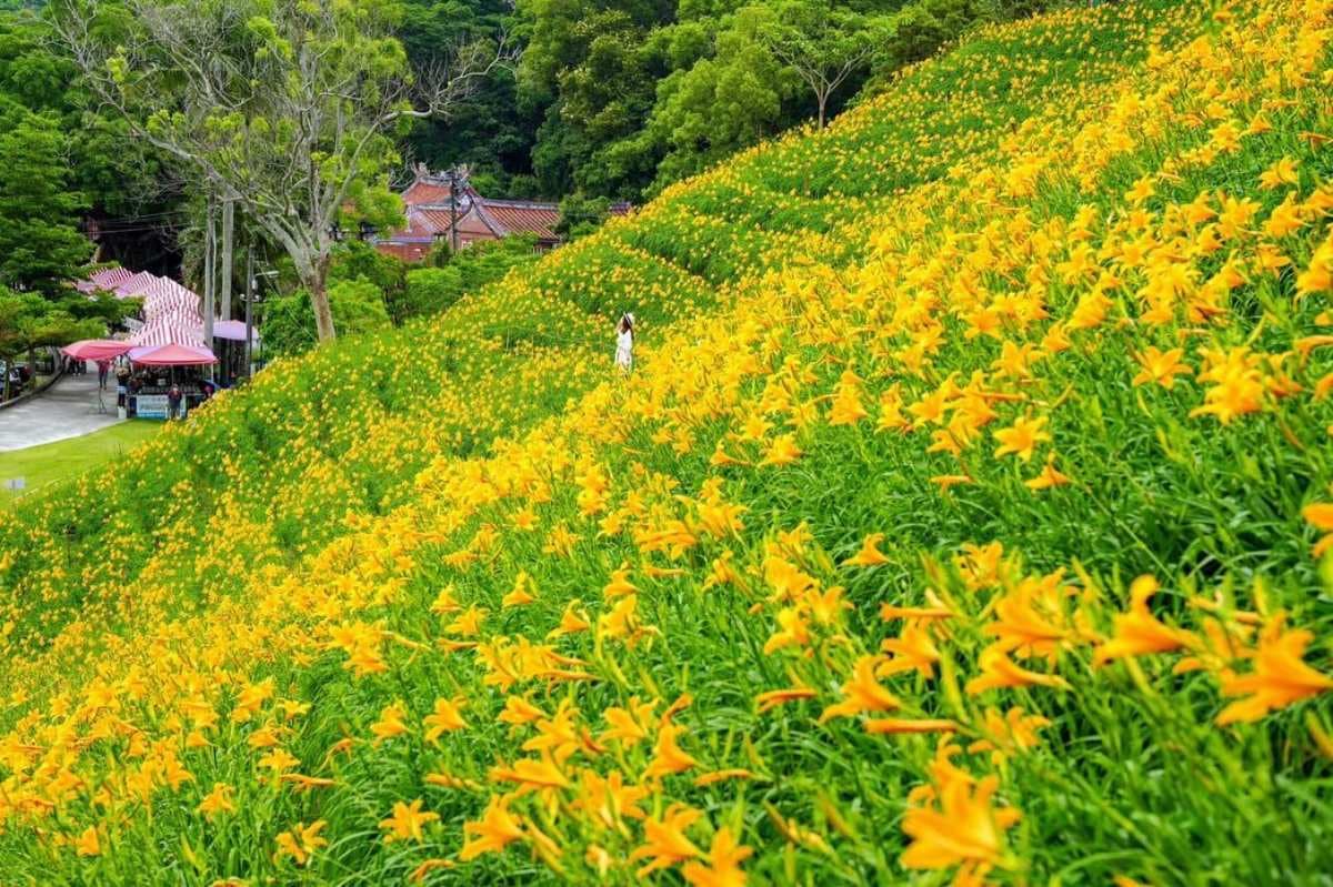 全台最美「黃金山坡」免費拍爆!金針花海超過8萬株,逛市集搶吃秒殺蛋黃酥 全台最美「黃金山坡」免費拍爆!金針花海超過8萬株,逛市集搶吃秒殺蛋黃酥