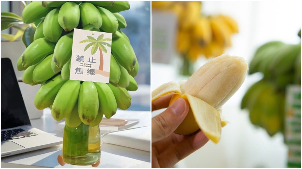 香蕉變身辦公桌植栽!掛標語「禁止蕉綠」上班超紓壓,1週後還能分給同事吃