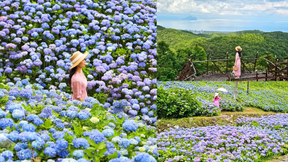 北部最美「繡球花祕境」藏公路!上萬朵藍紫花海免費拍爆,再登高遠眺龜山島