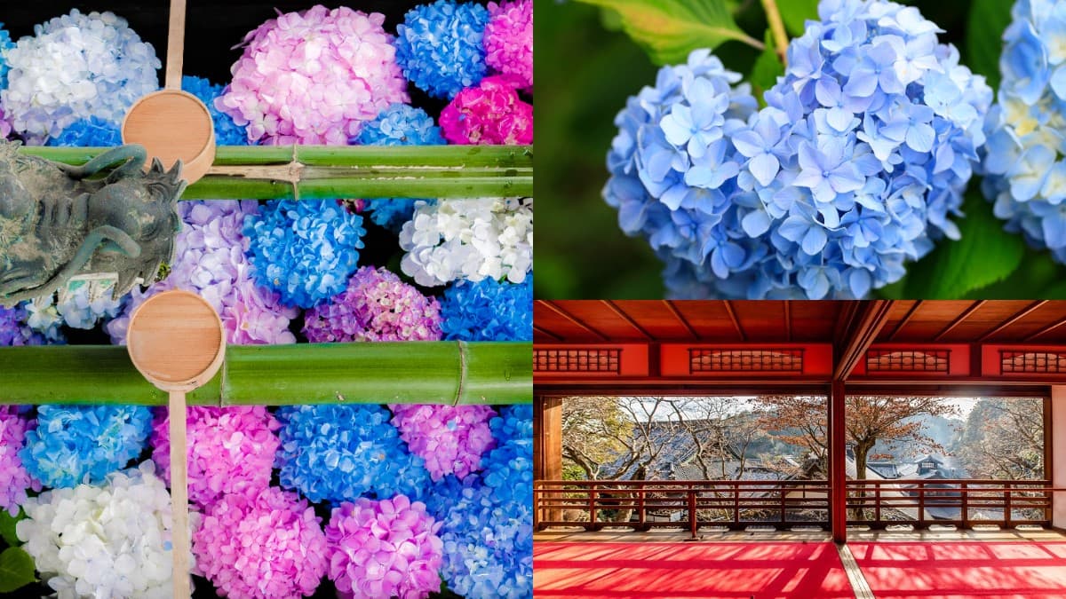 京都「繡球花寺」必朝聖!洗手池飄滿絢爛花球,還有5千株繡球讓你拍到飽