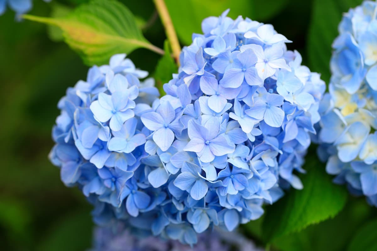 京都「繡球花寺」必朝聖!洗手池飄滿絢爛花球,還有5千株繡球讓你拍到飽 京都「繡球花寺」必朝聖!洗手池飄滿絢爛花球,還有5千株繡球讓你拍到飽