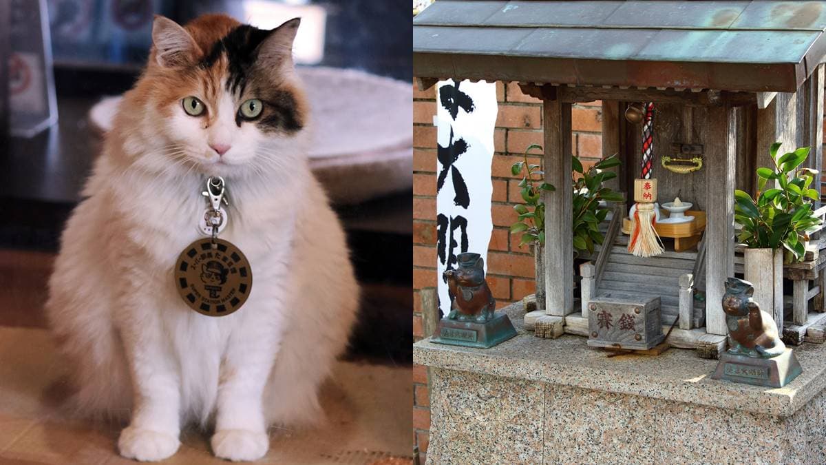 貓奴、狗奴們注意!日本最紅「小玉貓站長」大明神,超萌貓狗神社有拜有保佑