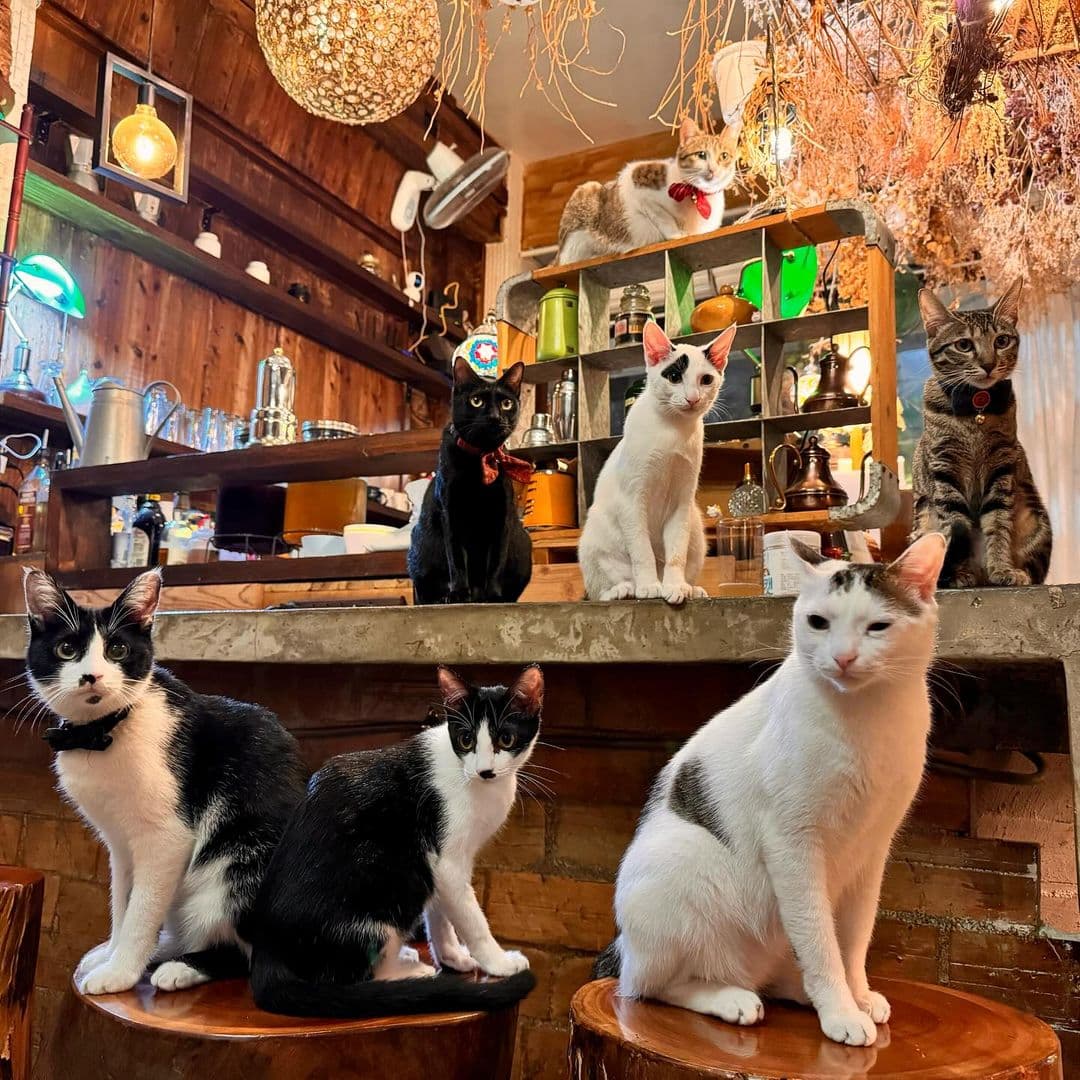 嘉義宵夜12家!深夜限定只賣4小時牛肉麵、25元炭烤魷魚、豆漿豆花推薦 IN COFFEE|嘉義宵夜甜點