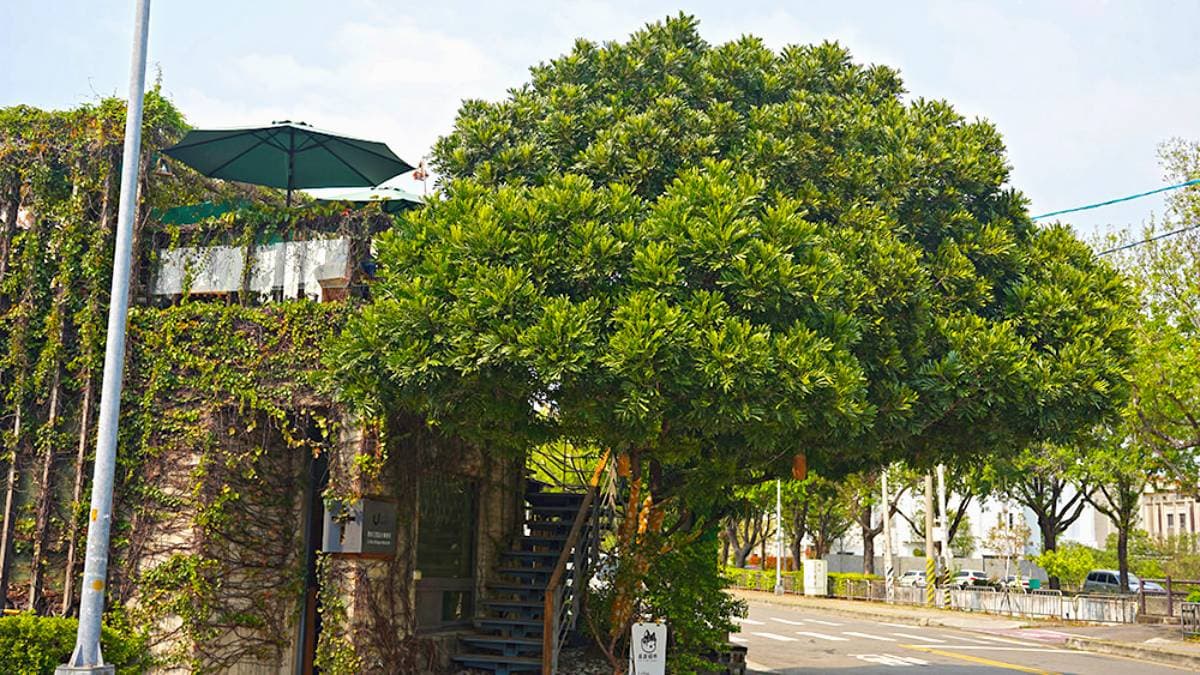 告訴阿布咖啡館 Tell A.BU please coffee。Shokutsu。 img