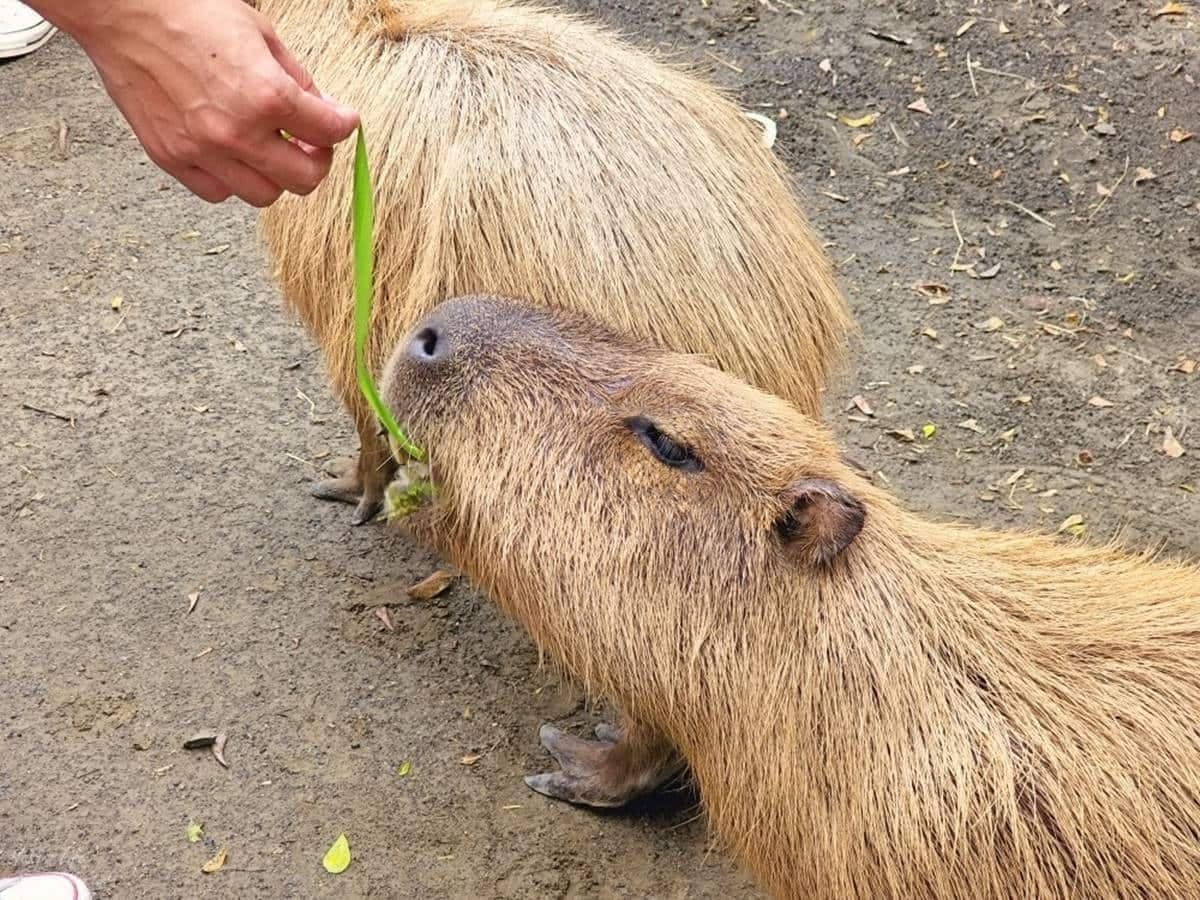 零距離餵萌水豚!台南「頑皮世界野生動物園」行程攻略:特色亮點、門票資訊 零距離餵萌水豚!台南「頑皮世界野生動物園」行程攻略:特色亮點、門票資訊