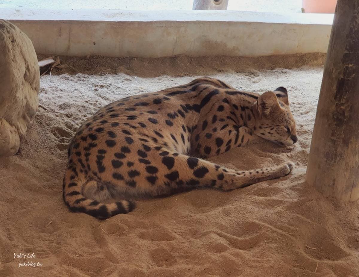 零距離餵萌水豚!台南「頑皮世界野生動物園」行程攻略:特色亮點、門票資訊 零距離餵萌水豚!台南「頑皮世界野生動物園」行程攻略:特色亮點、門票資訊