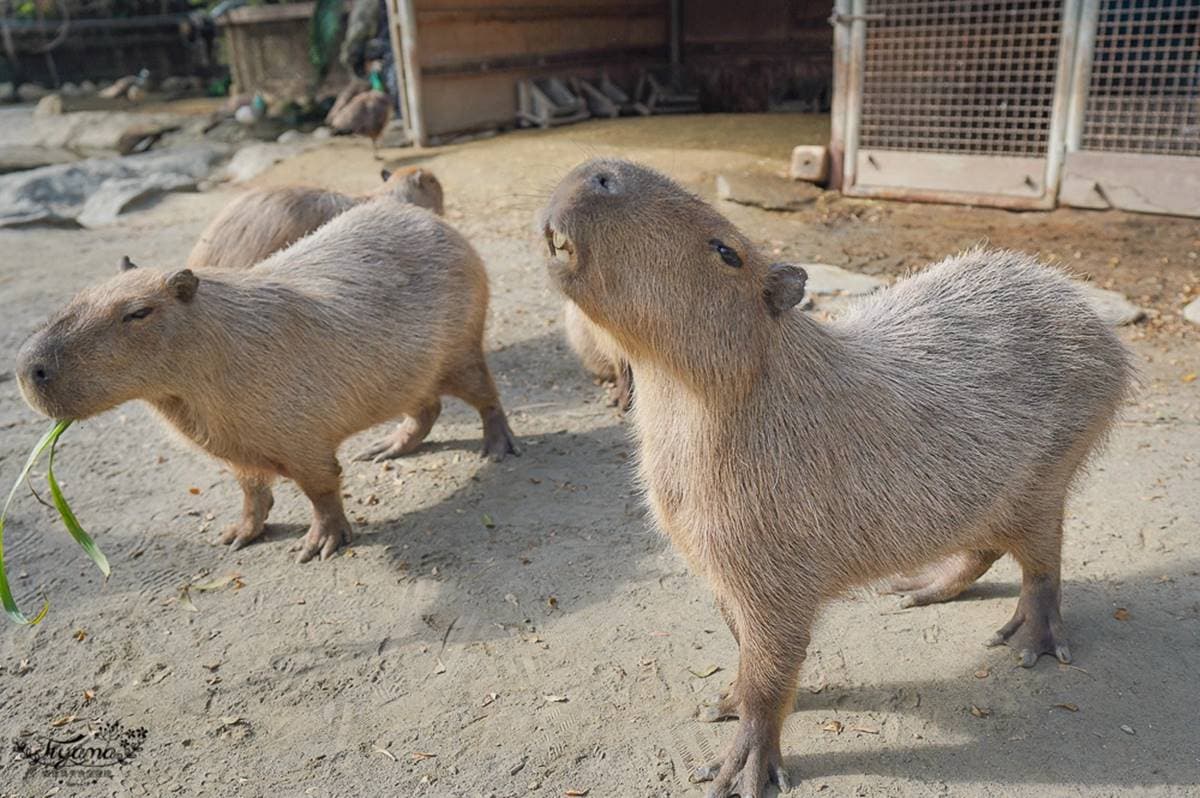 零距離餵萌水豚!台南「頑皮世界野生動物園」行程攻略:特色亮點、門票資訊 零距離餵萌水豚!台南「頑皮世界野生動物園」行程攻略:特色亮點、門票資訊