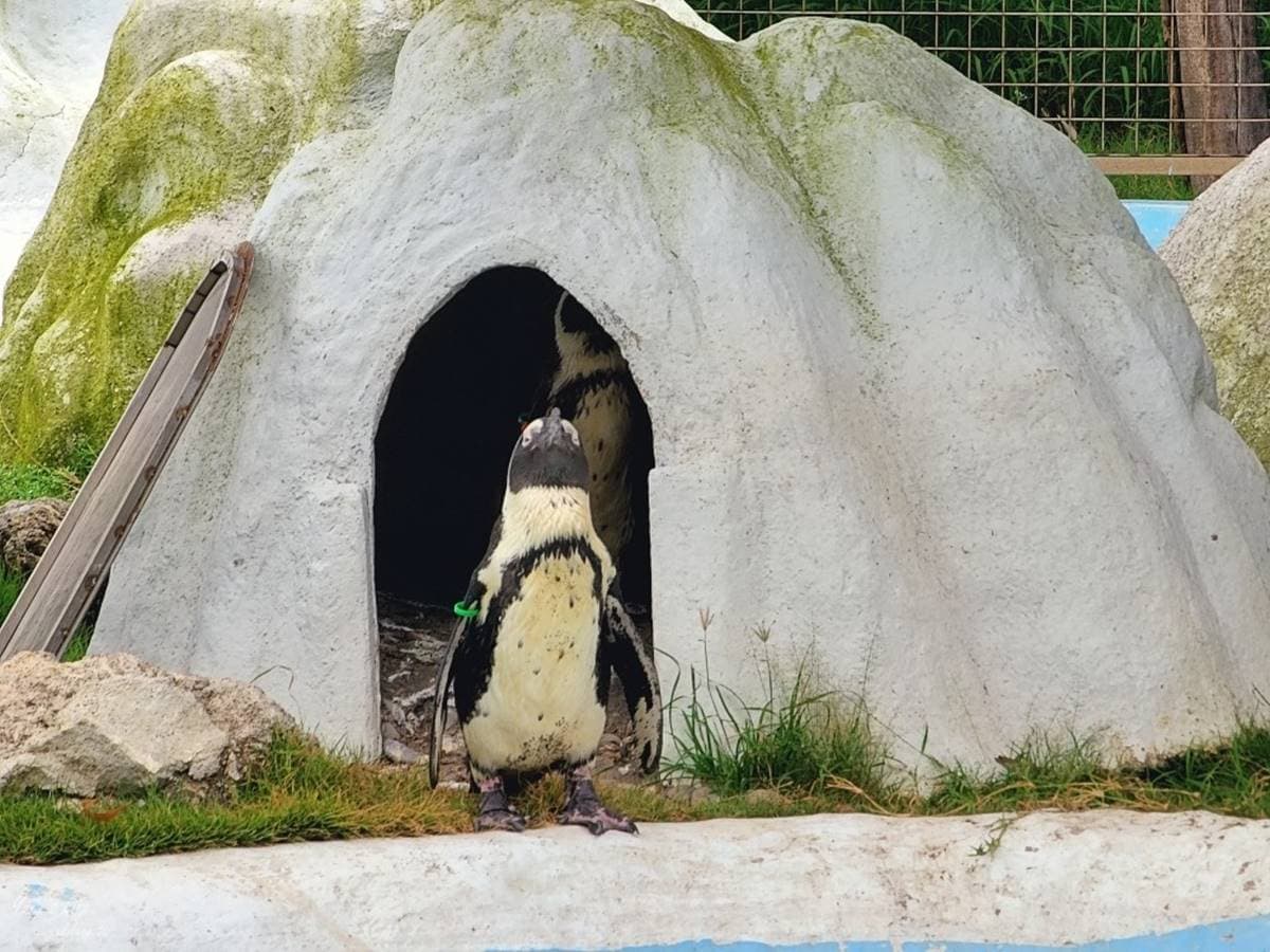 零距離餵萌水豚!台南「頑皮世界野生動物園」行程攻略:特色亮點、門票資訊 零距離餵萌水豚!台南「頑皮世界野生動物園」行程攻略:特色亮點、門票資訊