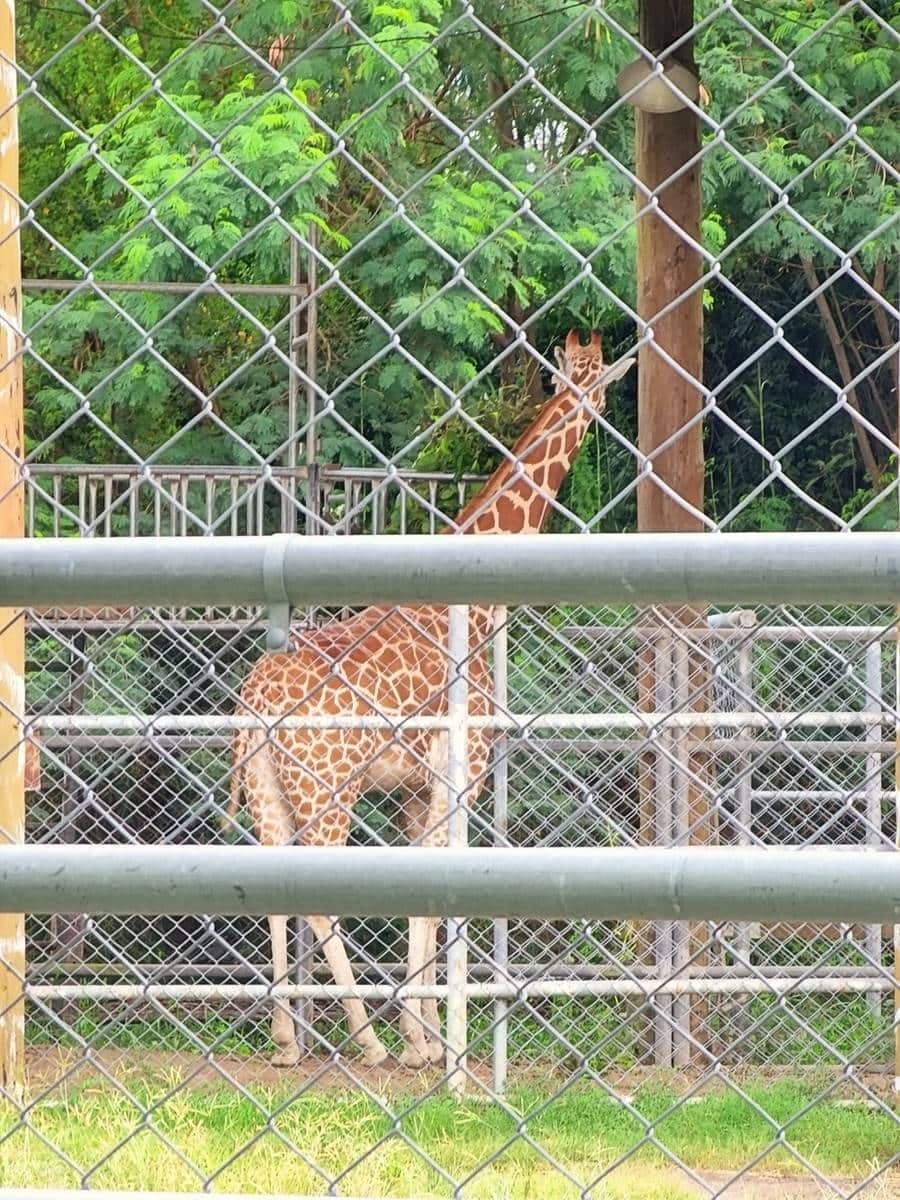 零距離餵萌水豚!台南「頑皮世界野生動物園」行程攻略:特色亮點、門票資訊 零距離餵萌水豚!台南「頑皮世界野生動物園」行程攻略:特色亮點、門票資訊
