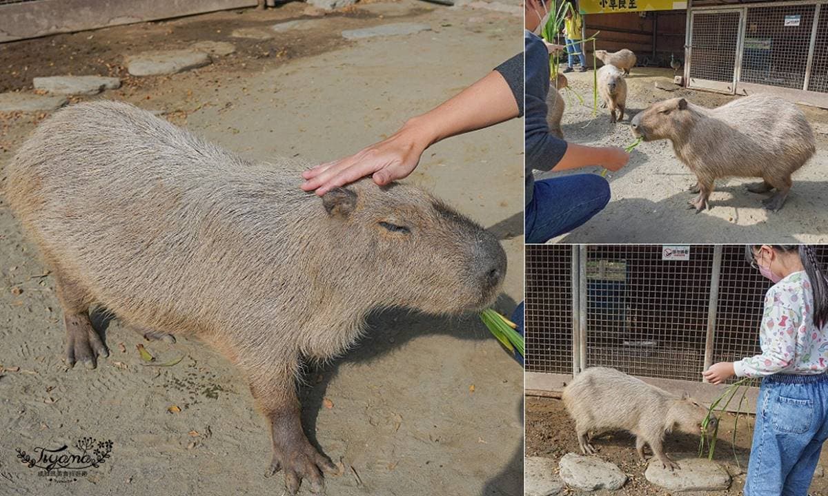 零距離餵萌水豚!台南「頑皮世界野生動物園」行程攻略:特色亮點、門票資訊 零距離餵萌水豚!台南「頑皮世界野生動物園」行程攻略:特色亮點、門票資訊