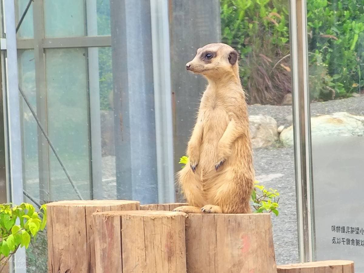 零距離餵萌水豚!台南「頑皮世界野生動物園」行程攻略:特色亮點、門票資訊 零距離餵萌水豚!台南「頑皮世界野生動物園」行程攻略:特色亮點、門票資訊