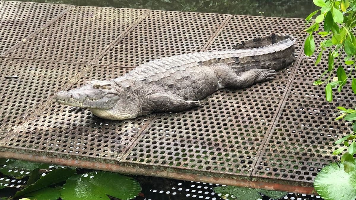 不一樣鱷魚生態農場 img
