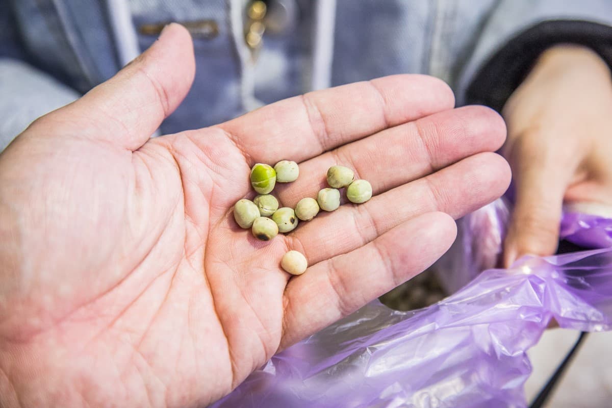 全台僅此一家!50年「炭烤放屁豆」超級懷舊古早味,炭香+胡椒香愈吃愈唰嘴 全台僅此一家!50年「炭烤放屁豆」超級懷舊古早味,炭香+胡椒香愈吃愈唰嘴