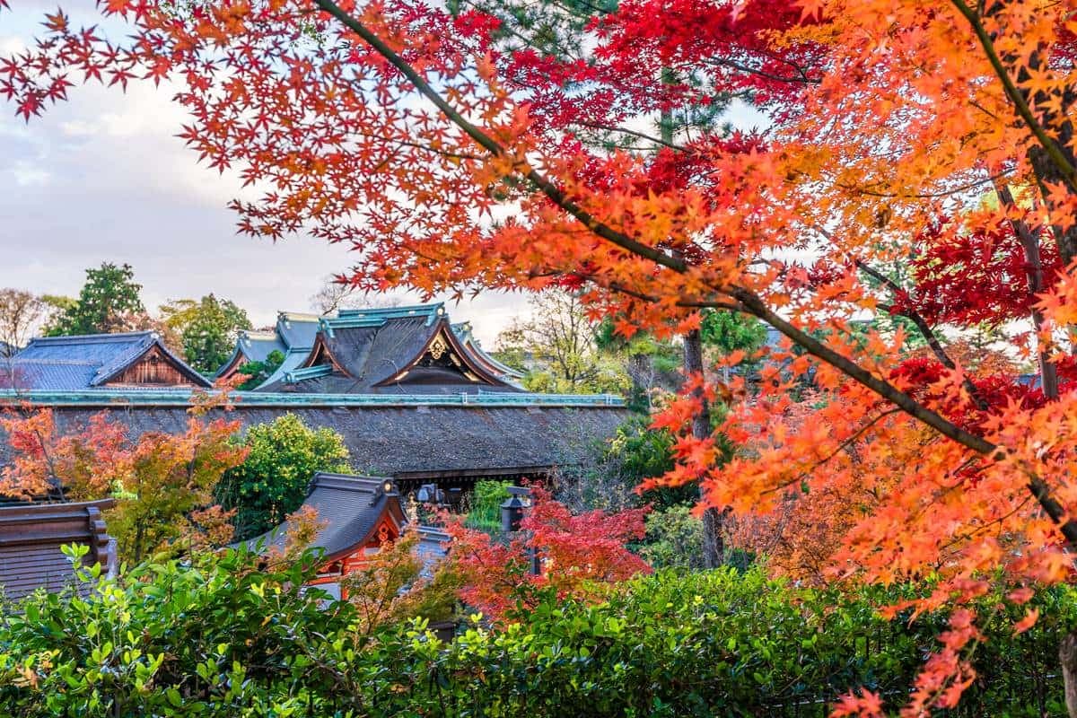 沒做「6件事」別說去過日本!旅日逾10次達人票選:最美賞楓地、這裡餵海鷗 沒做「6件事」別說去過日本!旅日逾10次達人票選:最美賞楓地、這裡餵海鷗