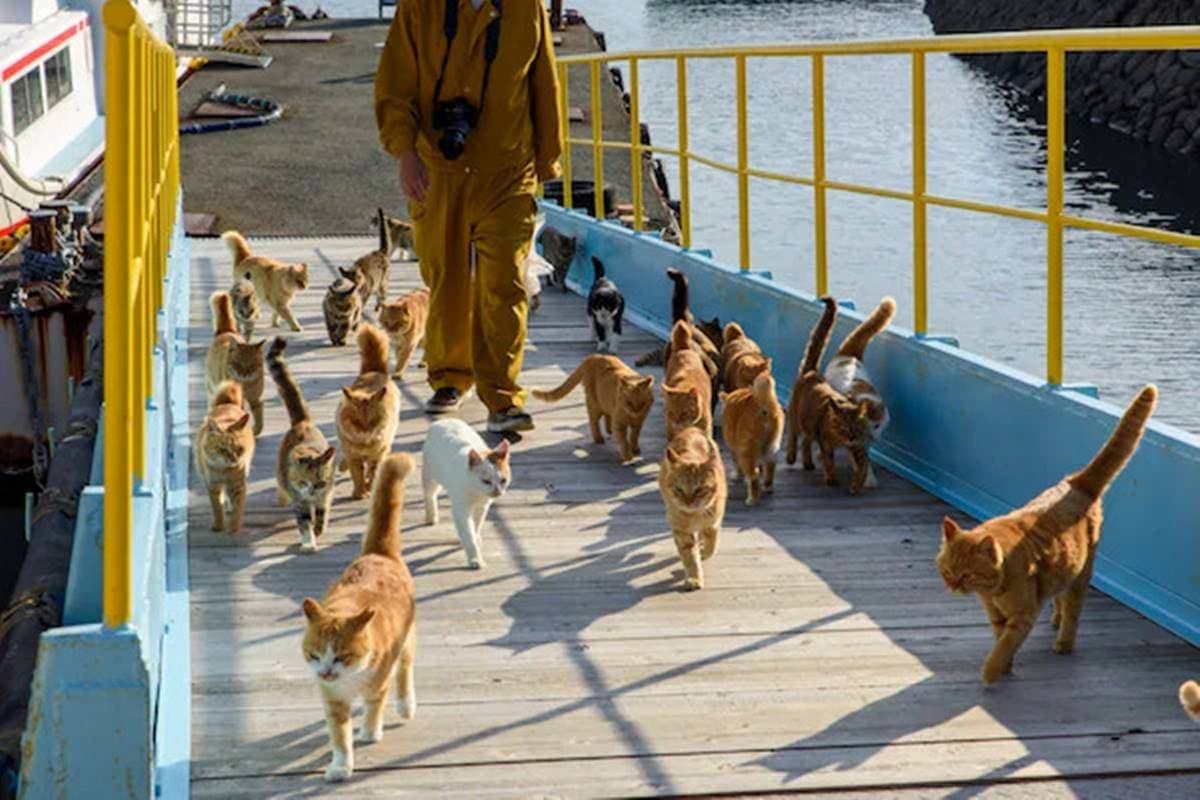 鏟屎官衝啊!日本5大超人氣「貓島」:拍貓貓擠擠取暖、元祖級貓島 鏟屎官衝啊!日本5大超人氣「貓島」:拍貓貓擠擠取暖、元祖級貓島