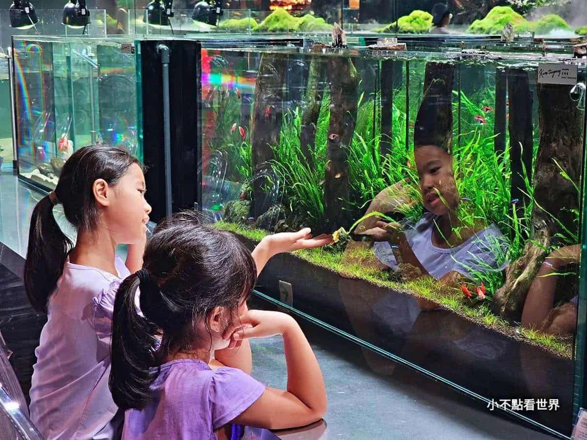 快來當小美人魚!超涼感「水族館餐廳」彷彿走進海底,繽紛魚群看了好療癒 快來當小美人魚!超涼感「水族館餐廳」彷彿走進海底,繽紛魚群看了好療癒
