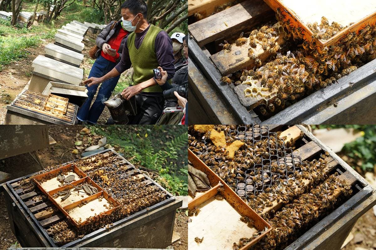 北海岸「綠色無毒」養蜂農場!無農藥養出純淨蜂蜜,更年年榮獲國家安全認證 北海岸「綠色無毒」養蜂農場!無農藥養出純淨蜂蜜,更年年榮獲國家安全認證