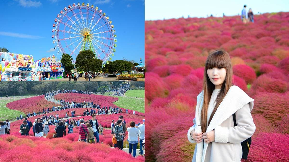 秋季限定「毛絨絨美景」!萬坪祕境公園打卡「千株波波草」,整片紅通通拍到飽
