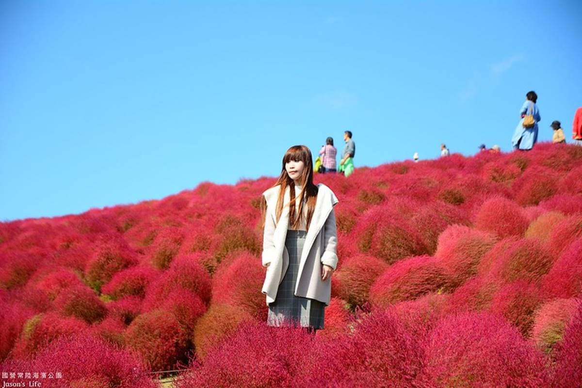 秋季限定「毛絨絨美景」!萬坪祕境公園打卡「千株波波草」,整片紅通通拍到飽 秋季限定「毛絨絨美景」!萬坪祕境公園打卡「千株波波草」,整片紅通通拍到飽