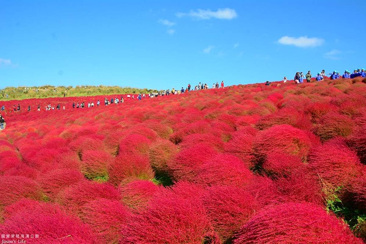 秋季限定「毛絨絨美景」!萬坪祕境公園打卡「千株波波草」,整片紅通通拍到飽 秋季限定「毛絨絨美景」!萬坪祕境公園打卡「千株波波草」,整片紅通通拍到飽
