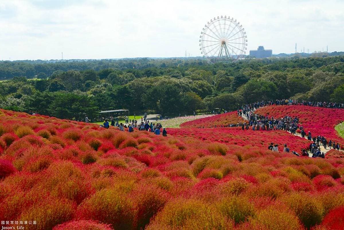 秋季限定「毛絨絨美景」!萬坪祕境公園打卡「千株波波草」,整片紅通通拍到飽 秋季限定「毛絨絨美景」!萬坪祕境公園打卡「千株波波草」,整片紅通通拍到飽